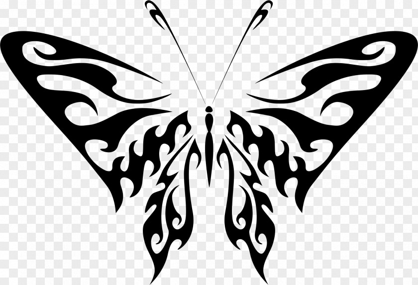 Butterfly Photography Drawing Clip Art PNG