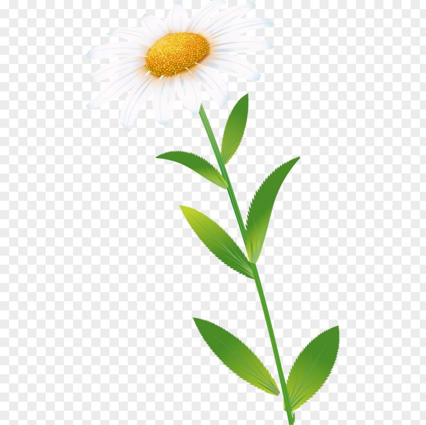 Oxeye Daisy Common Petal Plant Stem PNG