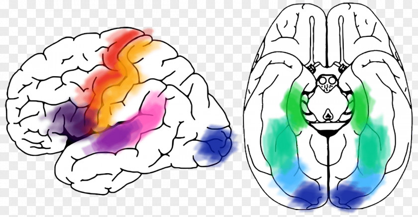 Brain Cortical Stimulation Mapping Memory Neurophysiology PNG