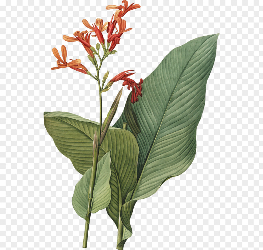 Flower Bird Of Paradise Botanical Illustration Plant Botany PNG