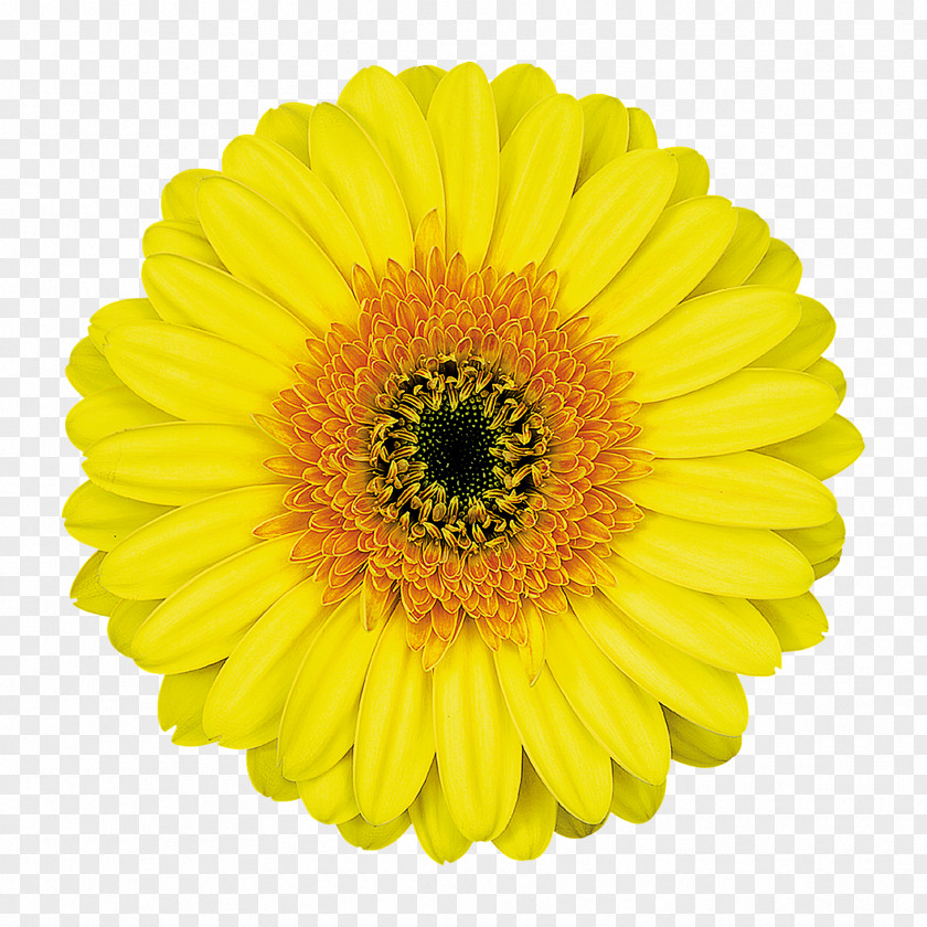 Flower Common Daisy Transvaal Clip Art PNG