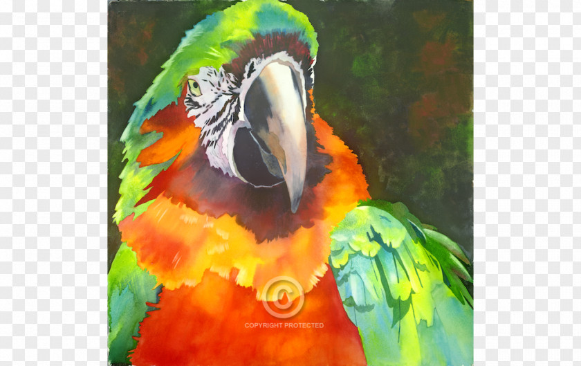 Painting Watercolor Anne Abgott Water Colors Macaw PNG