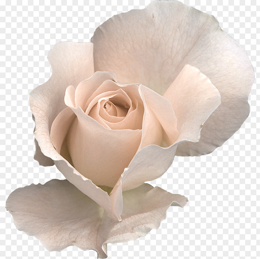 Rose Flower Clip Art PNG