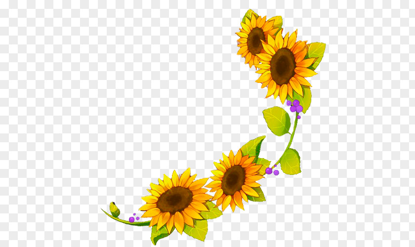 Sunflower Four Cut Sunflowers Common Seed PNG
