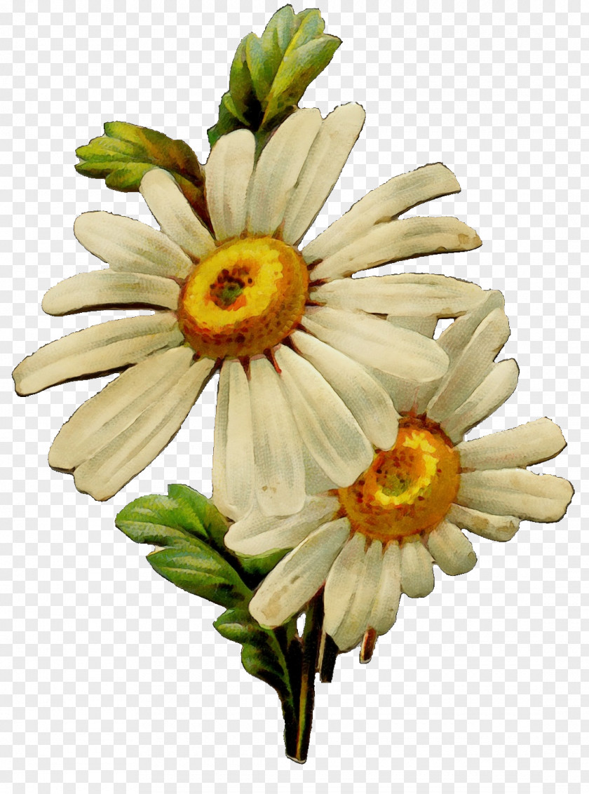 Chamomile Cut Flowers Daisy PNG