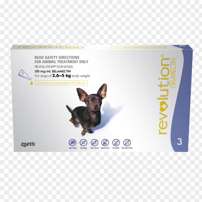 Dog Heartworm Cat Puppy Kitten PNG