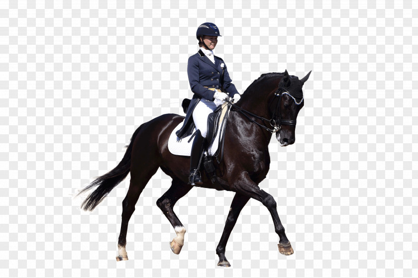 Headless Horseman Equestrian Dressage Horse English Riding Bridle PNG