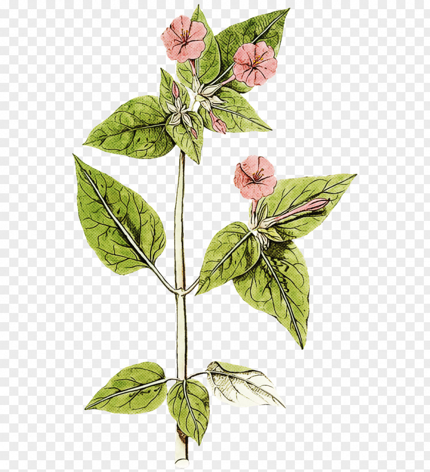 Leaf Plant Stem Herb Herbaceous Basil PNG