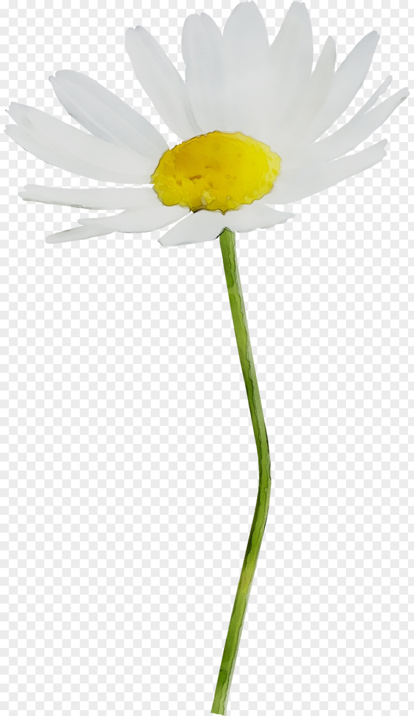 Oxeye Daisy Yellow Plant Stem Plants PNG