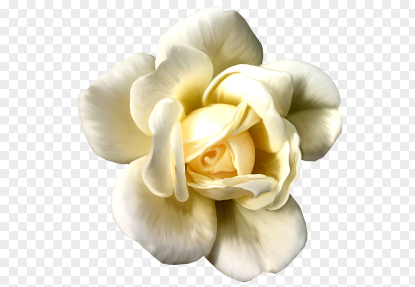 White Rose Quran Flower Semolina Pudding PNG