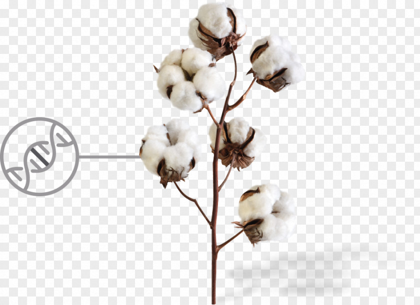 COTTON Sea Island Cotton Plant Fiber Textile PNG