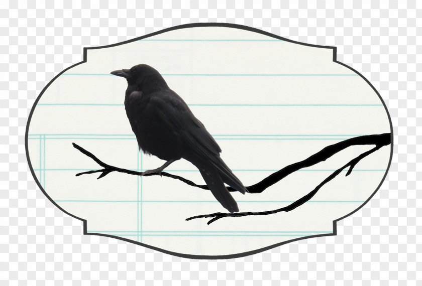 Crow Family Bird Intelligence Raven YouTube PNG