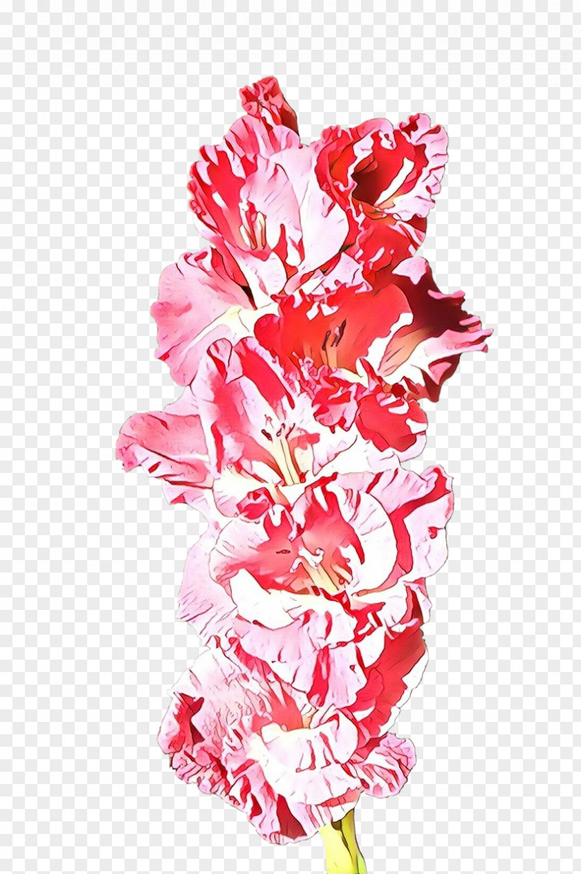 Pink Family Petal Cut Flowers Flower Plant Gladiolus PNG