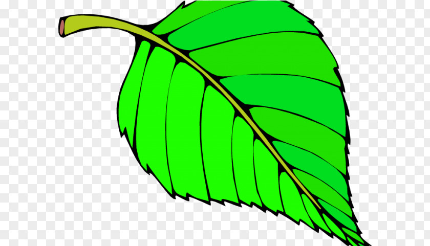 Plant Stem Banana Leaf PNG