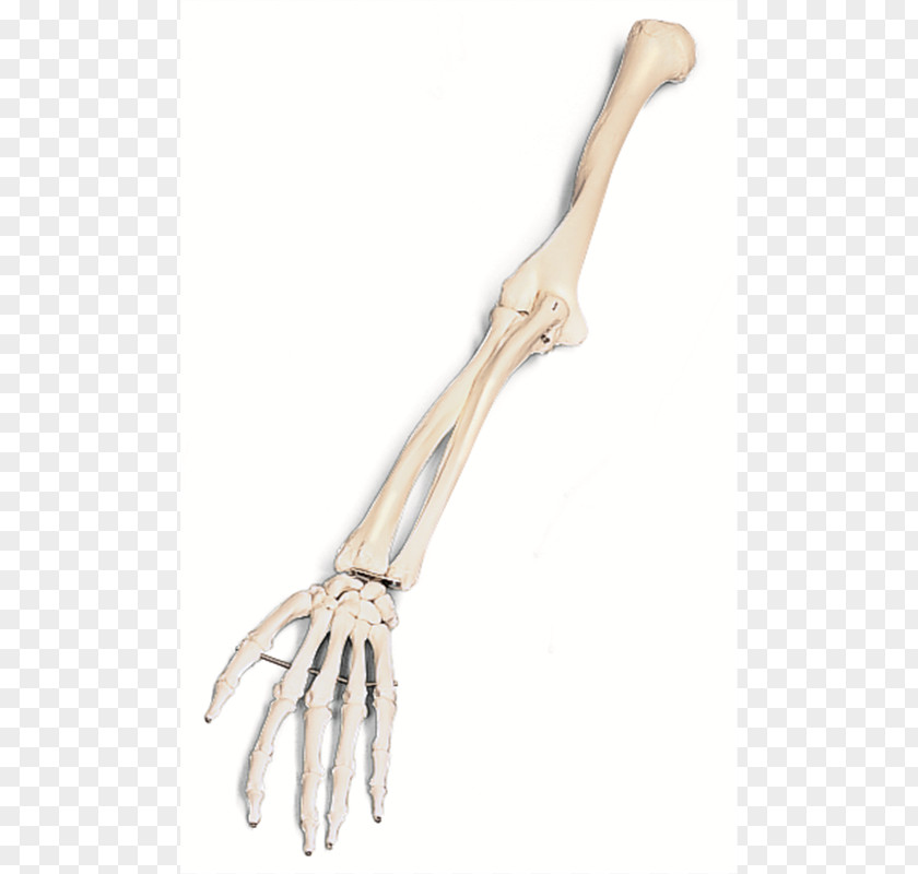 Skeleton Arm Human Bone Clip Art PNG