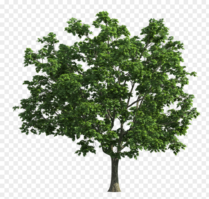 Tree Green PNG