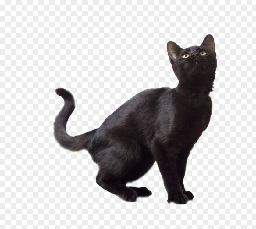 Bombay Cat Norwegian Forest Kitten Black PNG