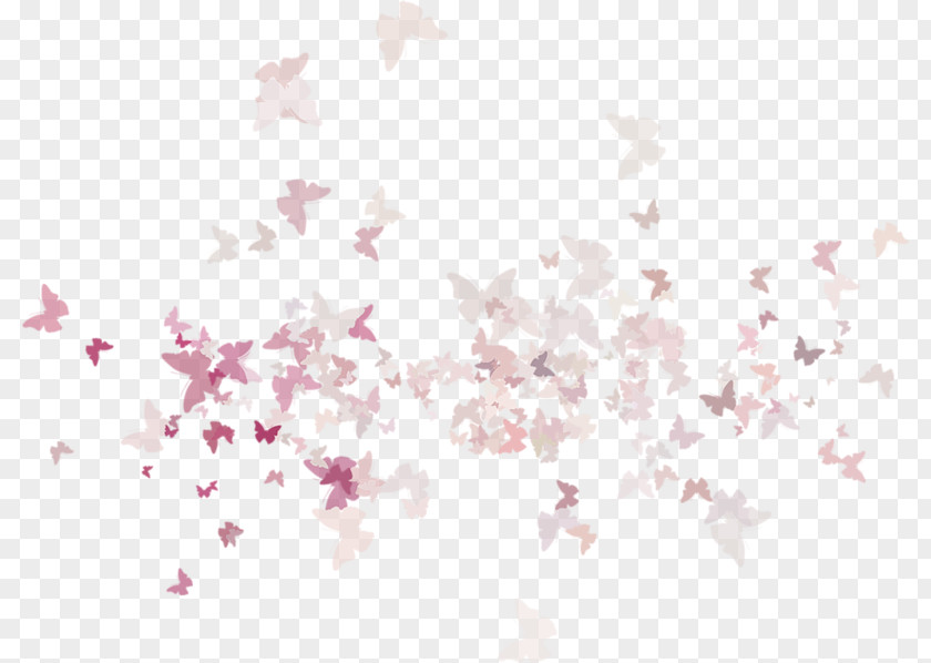 Cherry Blossoms Blossom ST.AU.150 MIN.V.UNC.NR AD Pink M Petal PNG