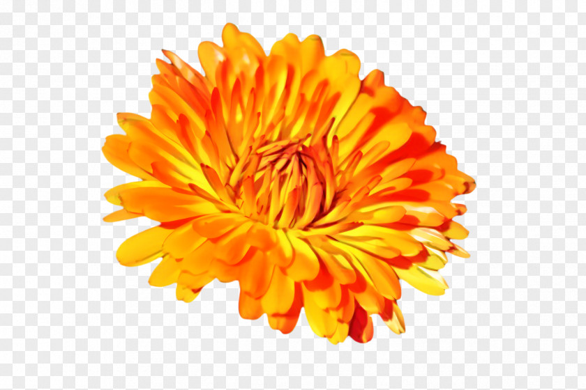 Daisy Family Calendula Flowers Background PNG