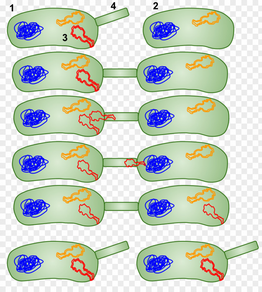 Dna Gene Bacterial Conjugation Horizontal Transfer Cell Structure Plasmid PNG