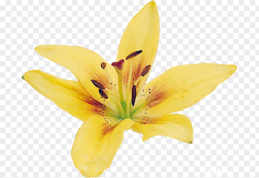 Flower Lilium Yellow Clip Art PNG