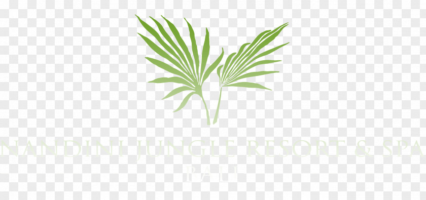 Plumeria Logo Arecaceae Leaf Palm Branch Frond Plant Stem PNG