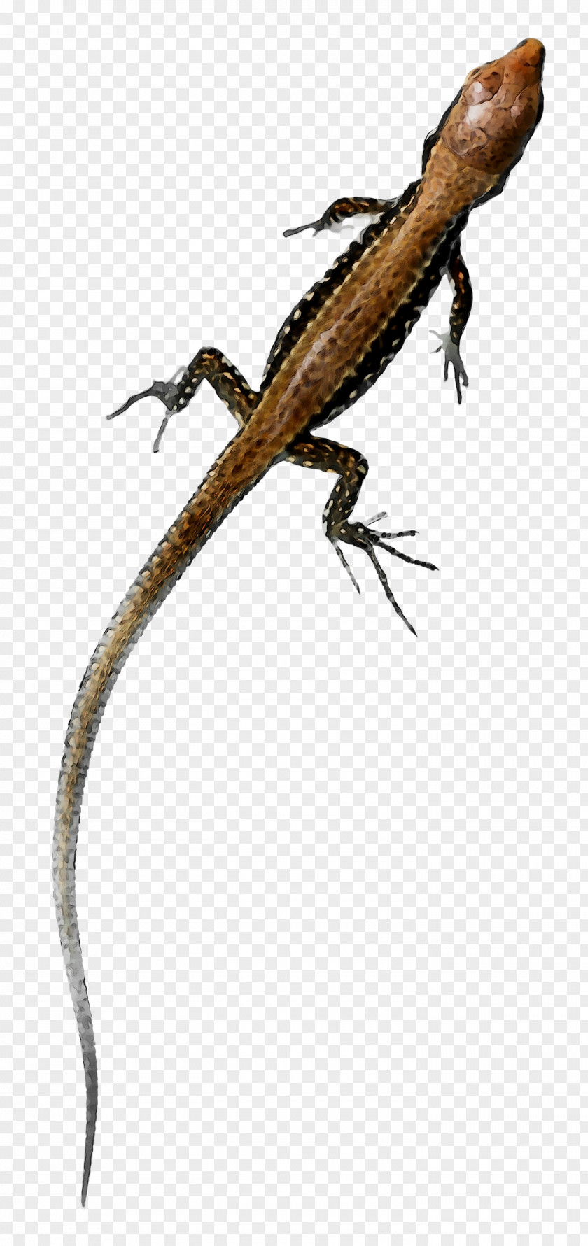 Agamas Anoles Gecko Lacertids Fauna PNG