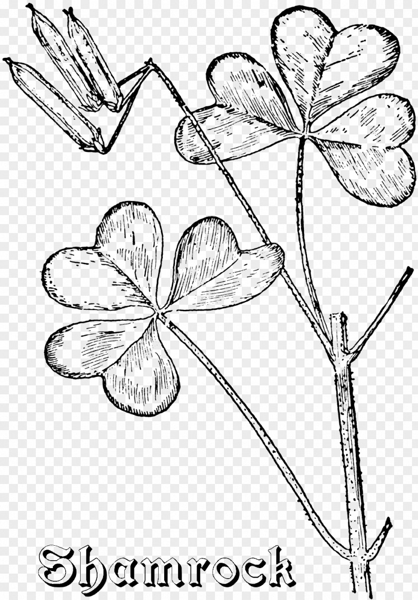 Clover Coloring Page Floral Design Cut Flowers Leaf Symmetry Pattern PNG