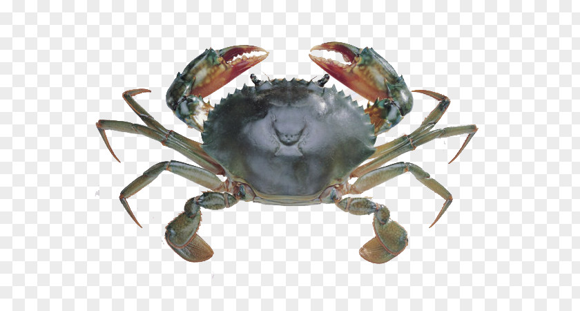 Crab Chart Computer File PNG file, crabs, gray crab clipart PNG