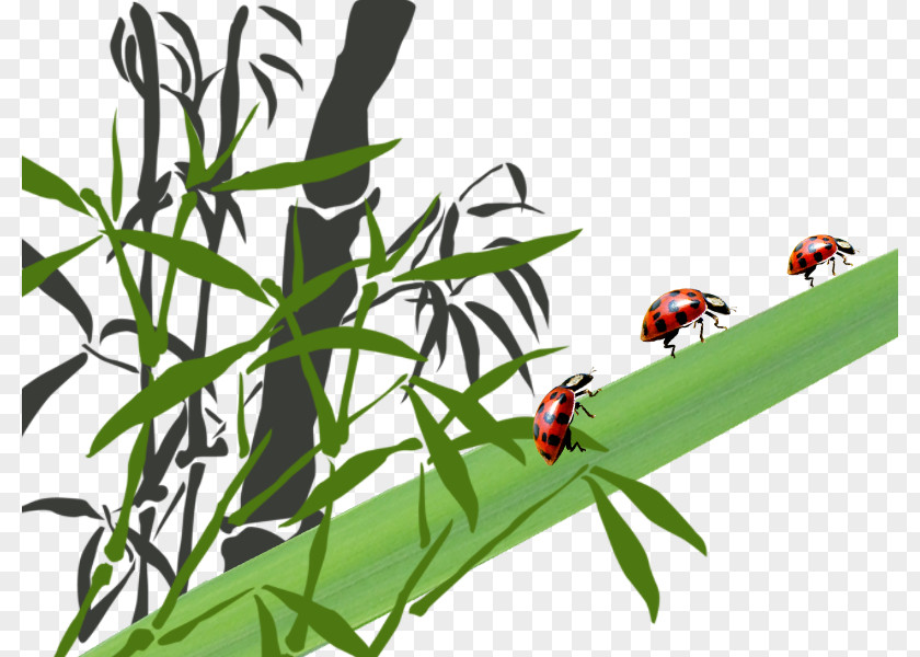 Trunks And Ladybug Bamboo Leaf Insect Trunk Ladybird PNG