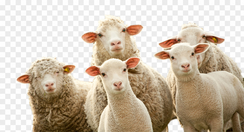 Agent Texas Reach Sheep Herd Clip Art Goat PNG