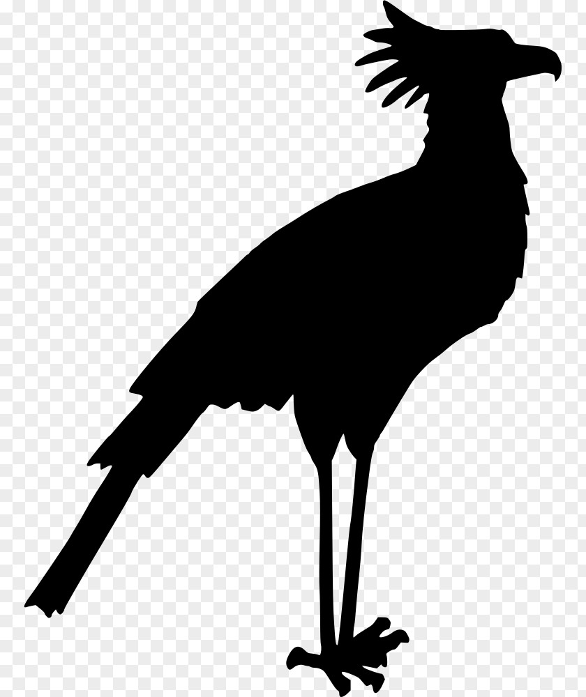 Bird Secretarybird Silhouette Clip Art PNG