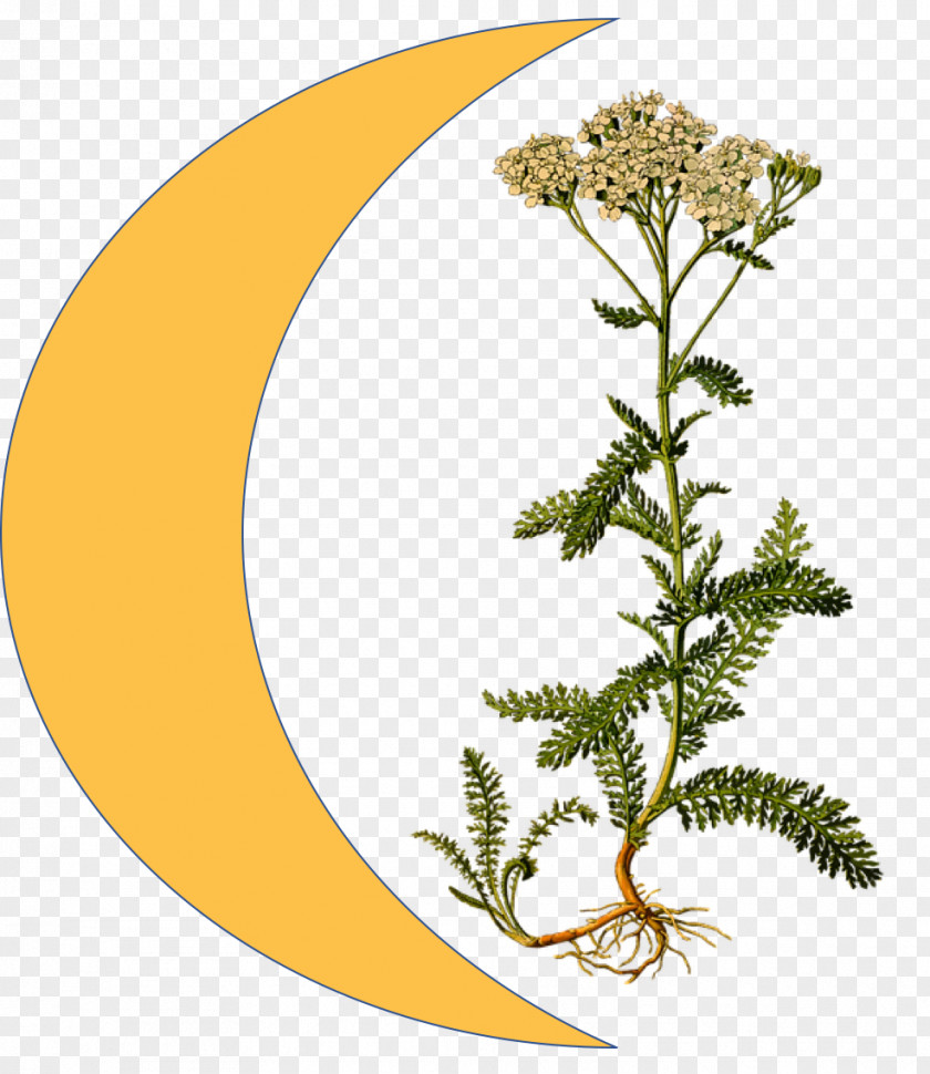 Idee Köhler's Medicinal Plants Yarrow Embryophyta Daisy Family PNG