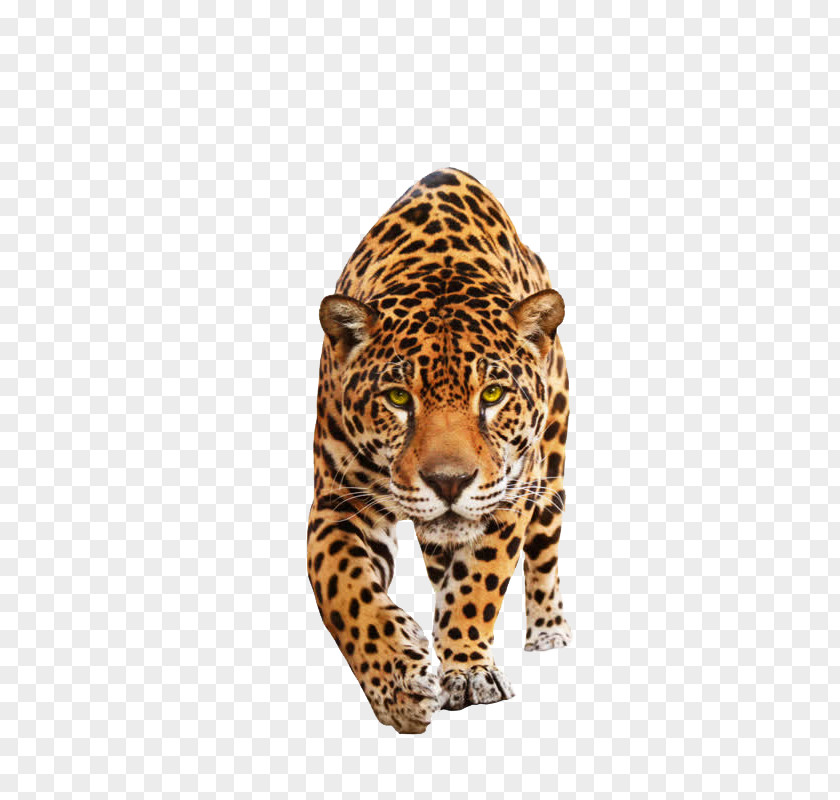 Leopard Jaguar Felidae Black Panther Lion Cat PNG