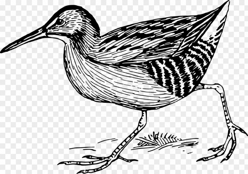 Line Art Bittern Bird Drawing PNG