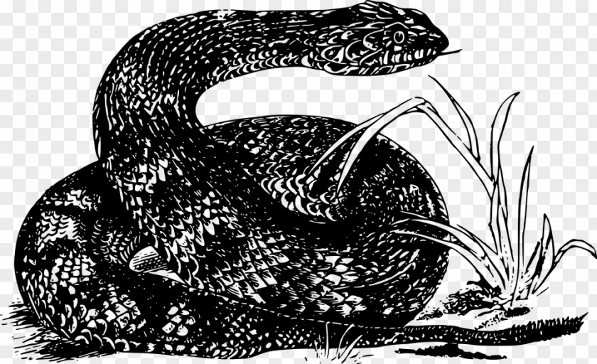 Snake Rattlesnake Boa Constrictor Kingsnakes Clip Art PNG