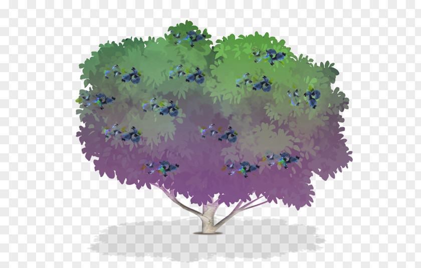 Bushes Trees Blueberry Tree Shrub Berries Plants PNG