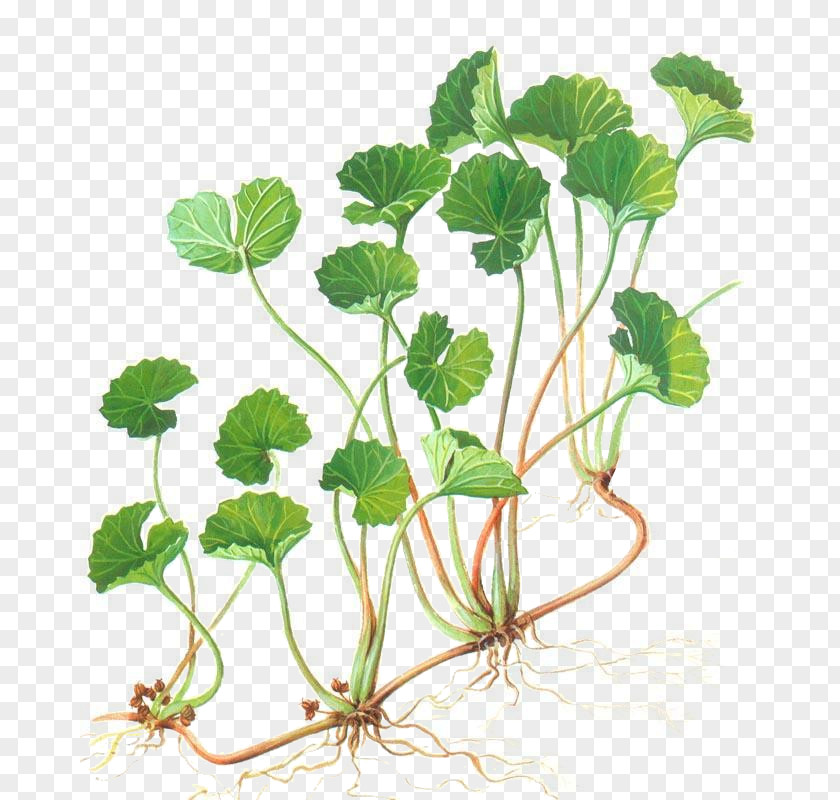 Centella Asiatica Herbalism Water Pennyworts Medicinal Plants PNG