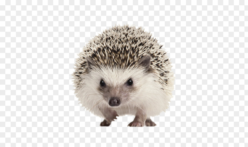 Cute Hedgehog Four-toed North African Domesticated Clip Art PNG