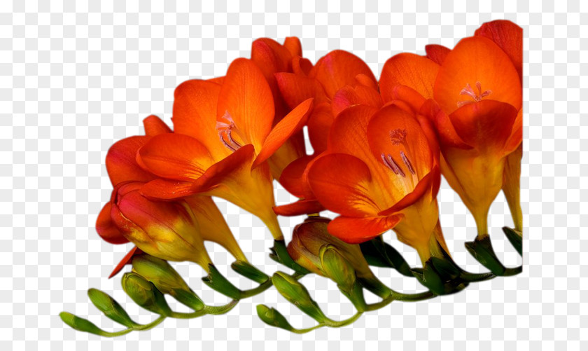 Flower Cut Flowers Petal Floral Design Oyster PNG
