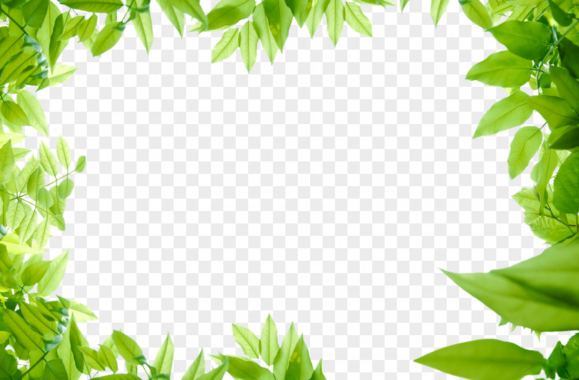 Green Leaves Photos Image File Formats PNG