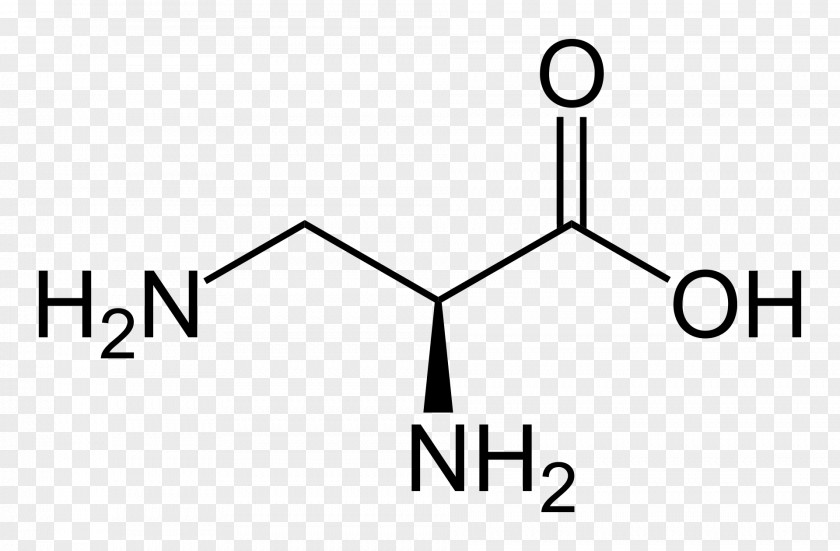 Proteinogenic Amino Acid Essential Aspartic Taurine PNG