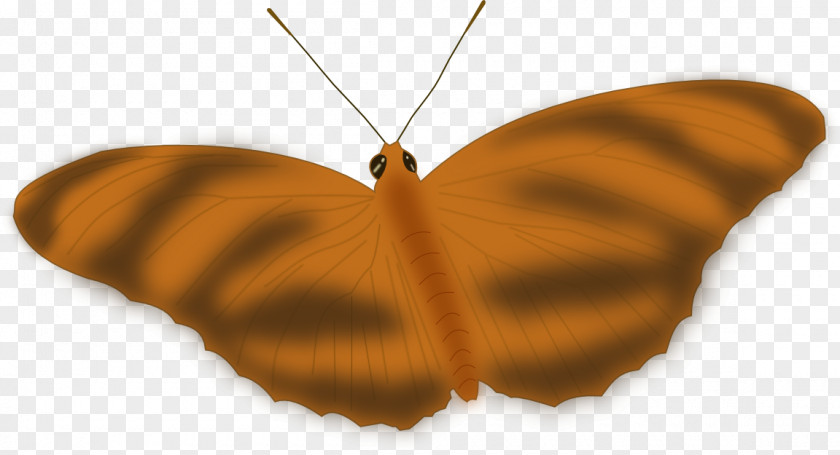 Butterfly Lineart Insect Clip Art PNG