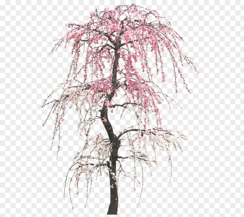 Duplication Peach Image Drawing Tree PNG