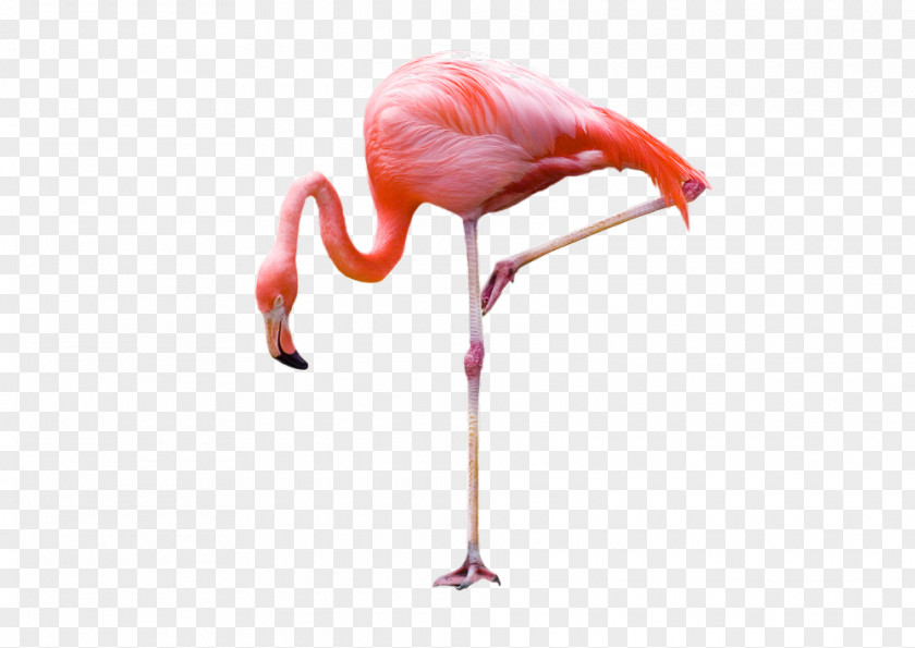 Flamingos Flamingo Photography PNG