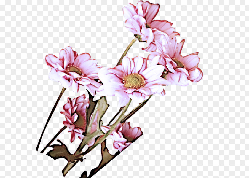 Magnolia Blossom Flower Flowering Plant Pink Cut Flowers PNG