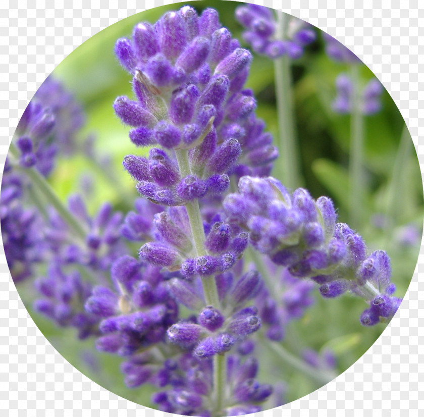 Plant English Lavender Perennial Oil Lavandula Latifolia PNG