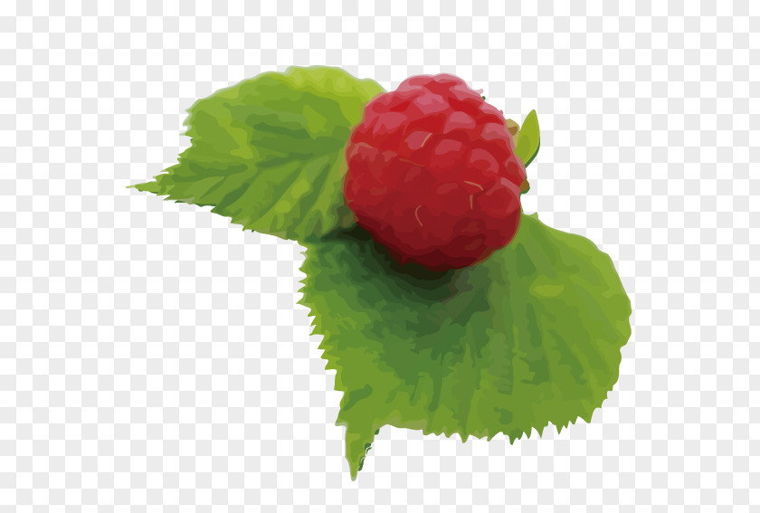 Raspberry Fruit Strawberry Red Varenye PNG