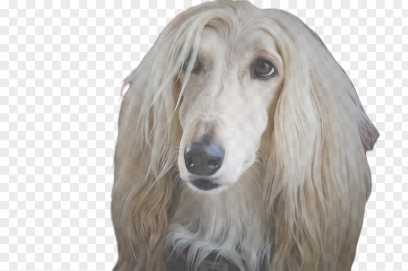 Borzoi Silken Windhound Dog Afghan Hound Breed Saluki PNG