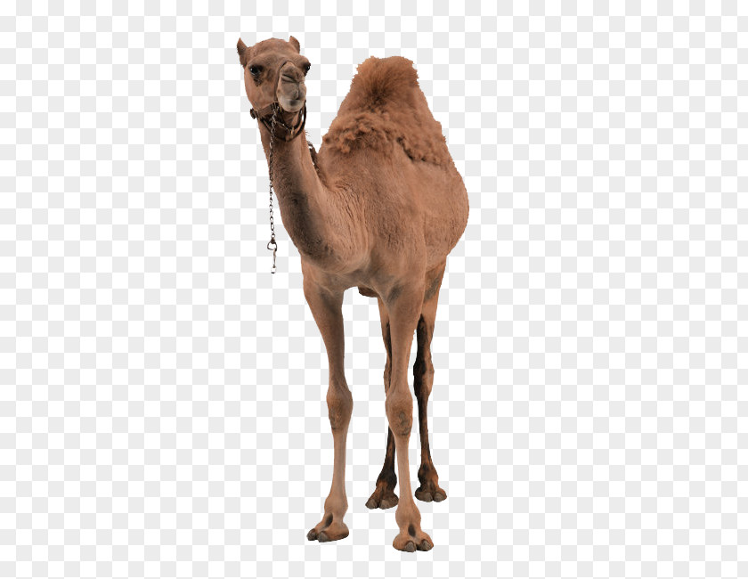 Free Buckle Camel Dromedary Bactrian Clip Art PNG